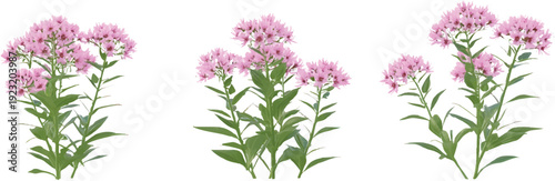 3d render of a group of three valerian plants with pink flowers, on a transparent background