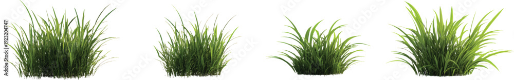 Fototapeta premium 3d render of grasses, isolated on a transparent background