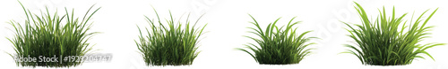 3d render of grasses, isolated on a transparent background