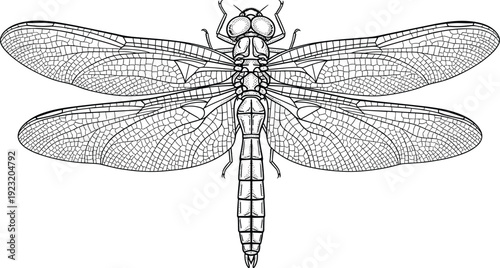 Detailed dragonfly line drawing, black and white vector illustration with intricate wings and segmented body for entomology, nature, and artistic design