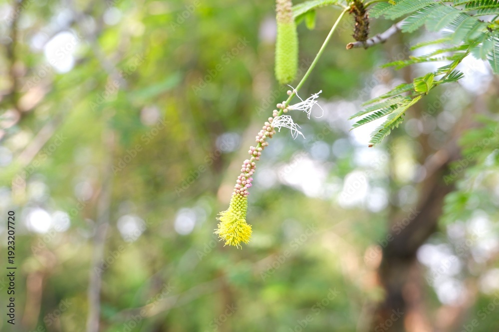 Fototapeta premium Unbloomed Dichrostachys cinerea flowers