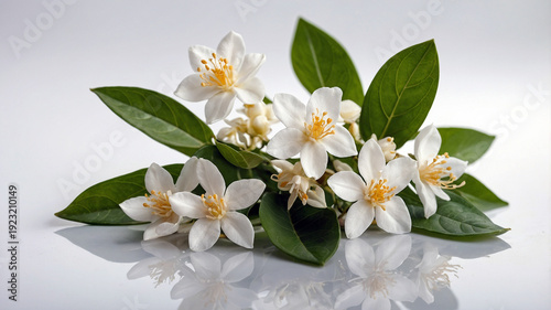 close up white jasmine flowers on plain white background