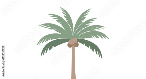 Minimalist palm tree illustration with coconuts on white background