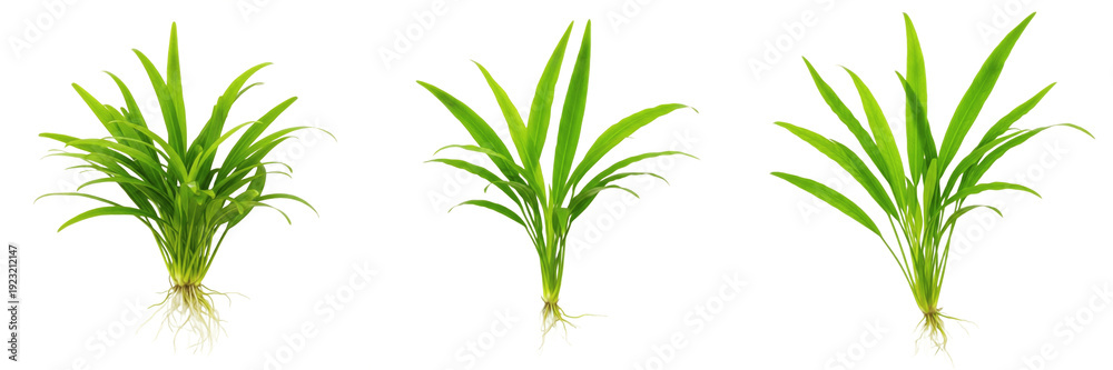 Fototapeta premium Cryptocoryne lucens aquarium plant isolated on white background, low light tropical freshwater planted tank fern, slow-growing aquarium greenery, aquatic plant for aquascaping, Cryptocoryne species