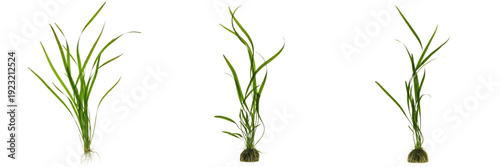 Quadro su tela Vallisneria gigantea aquarium plant isolated on white background, tropical fresh