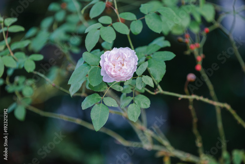 バラ園に咲くバラの花