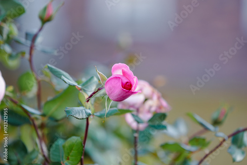 バラ園に咲くバラの花