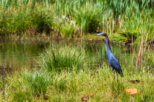 Photos colorful rich hue little blue heron Egretta caerulea standing hunting by a pond