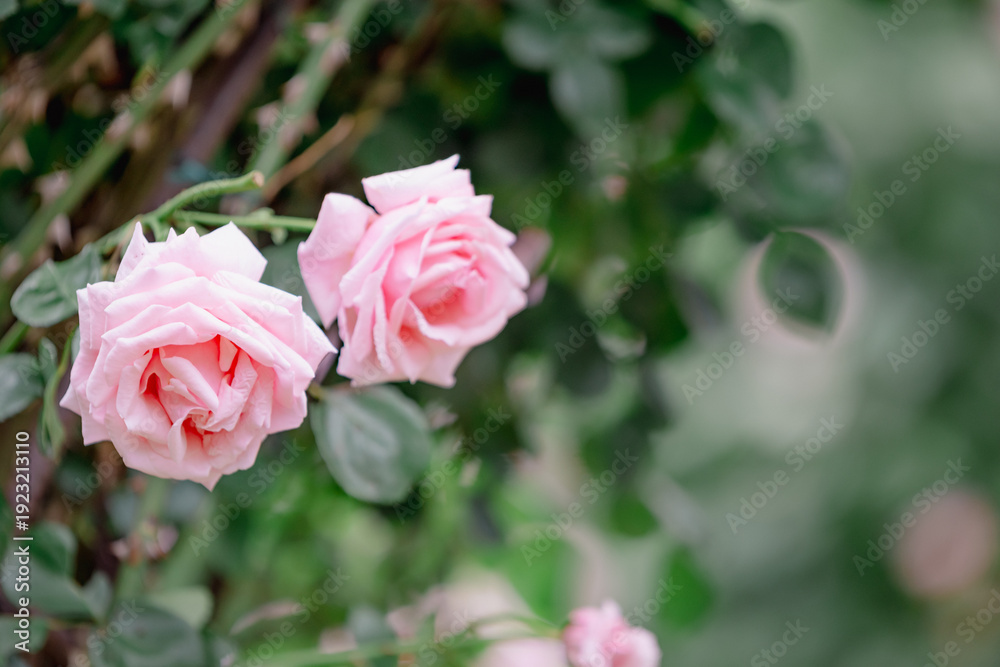 Fototapeta premium バラ園に咲くバラの花