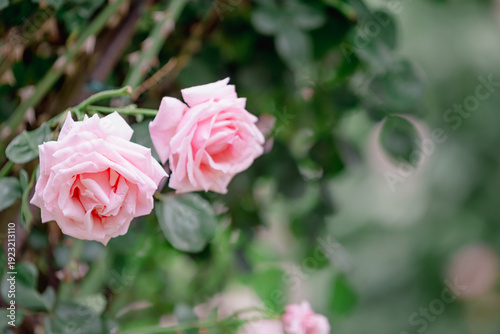 バラ園に咲くバラの花