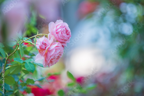 バラ園に咲くバラの花