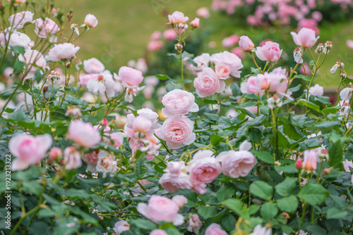 バラ園に咲くバラの花