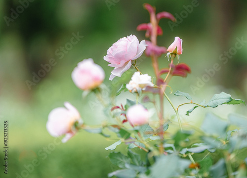 バラ園に咲くバラの花