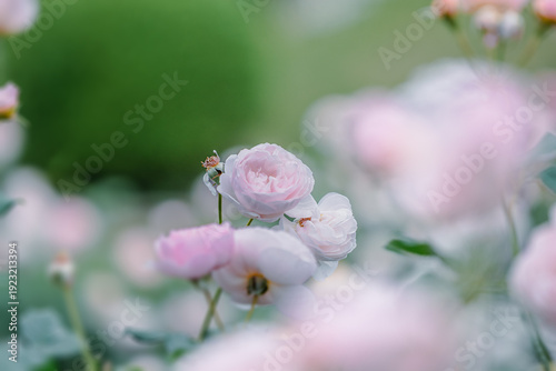 バラ園に咲くバラの花