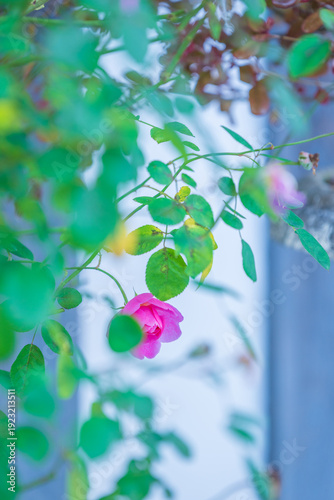 バラ園に咲くバラの花
