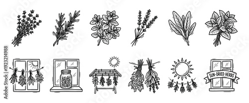 Hand-drawn sun-dried herbs and spices illustrations set with rosemary, lavender, sage, and mint in a black and white doodle sketch style isolated on a white background