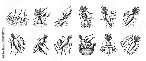 Set of hand-drawn carrot harvesting illustrations showing the satisfying process from digging in the garden to eating, depicted in a black and white comic doodle style isolated on white