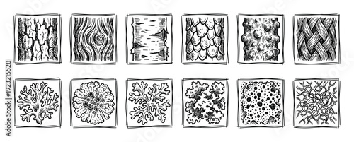 Hand-drawn set of natural textures illustrations showing tree bark, wood grain, scales, and various lichen species in a black and white engraving sketch style isolated on white