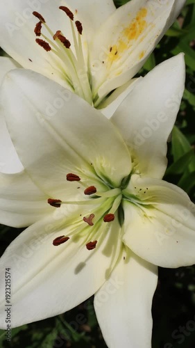 Lily flower, a close-up of a red and white lily in the garden.