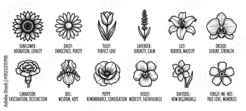 Set of twelve hand-drawn flowers with their symbolic meanings in a black and white sketch illustration style, featuring popular blooms like sunflower, tulip, and orchid, isolated on white