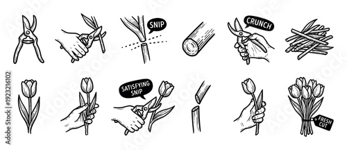 Hand-drawn black and white illustration set showing the process of cutting tulips with pruning shears to create a fresh bouquet, isolated on a white background