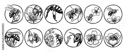 Set of hand-drawn bee and flower icons in a vintage engraving style showing pollination, pollen collection, and insect anatomy details, isolated on a white background
