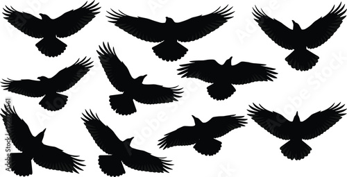 Black flying crow silhouettes set, large raven vector illustrations in flight, migratory bird group for nature and spooky graphic design,
