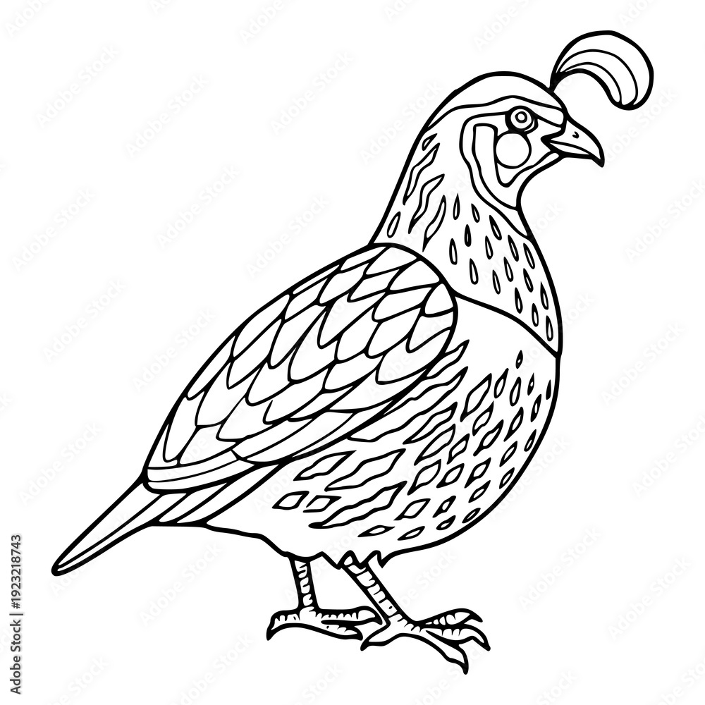 Fototapeta premium quail outline drawing isolated on white background for kids activity