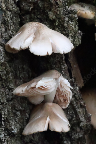 Mushrooms growing on a tree trunk