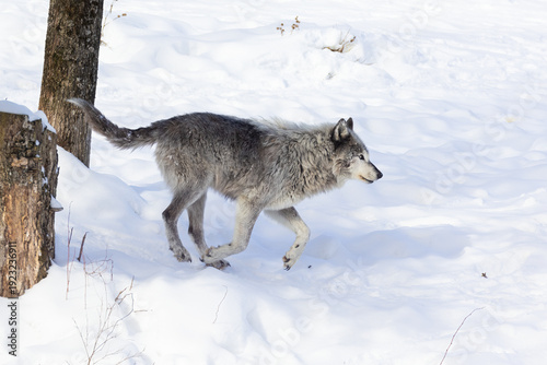 Northwestern wolf (Canis lupus occidentalis) in winter