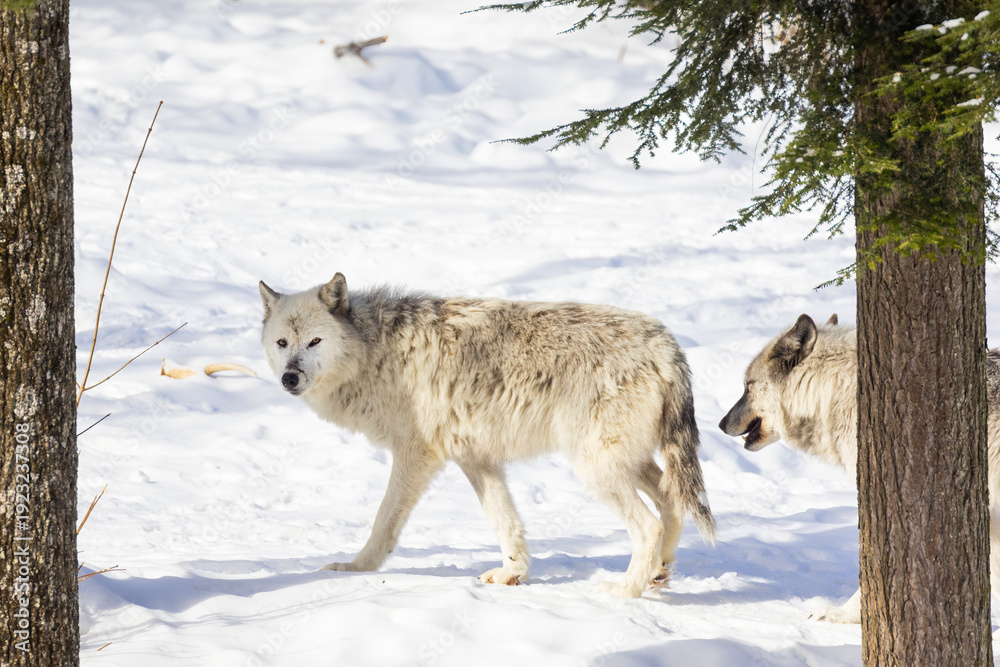 Obraz premium Northwestern wolf (Canis lupus occidentalis) in winter