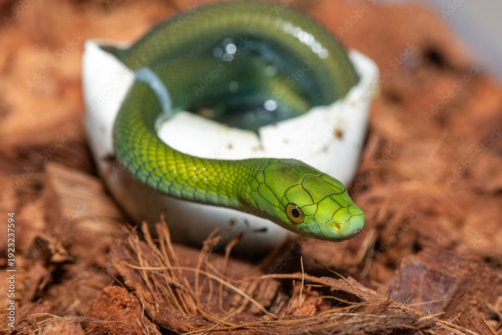 Ταπετσαρία A cute baby eastern green mamba (Dendroaspis angusticeps) hatching from the egg