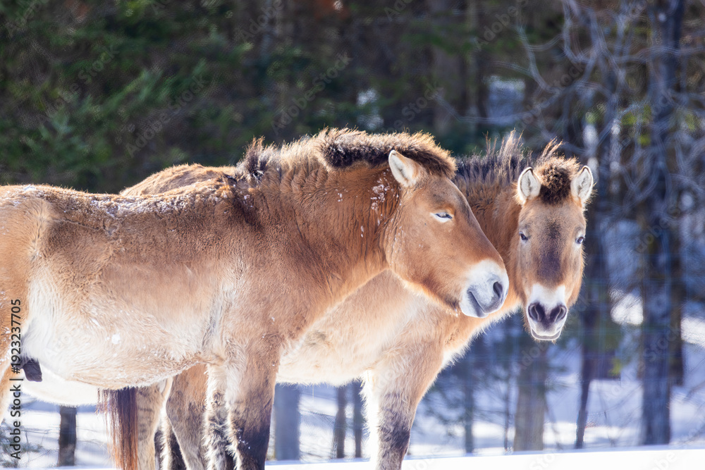 Fototapeta premium Przewalski's horse (Equus ferus przewalskii) in winter