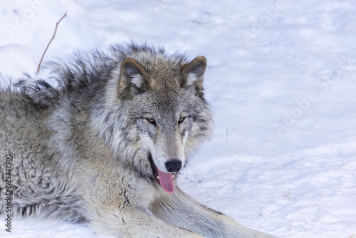 Northwestern wolf (Canis lupus occidentalis) in winter