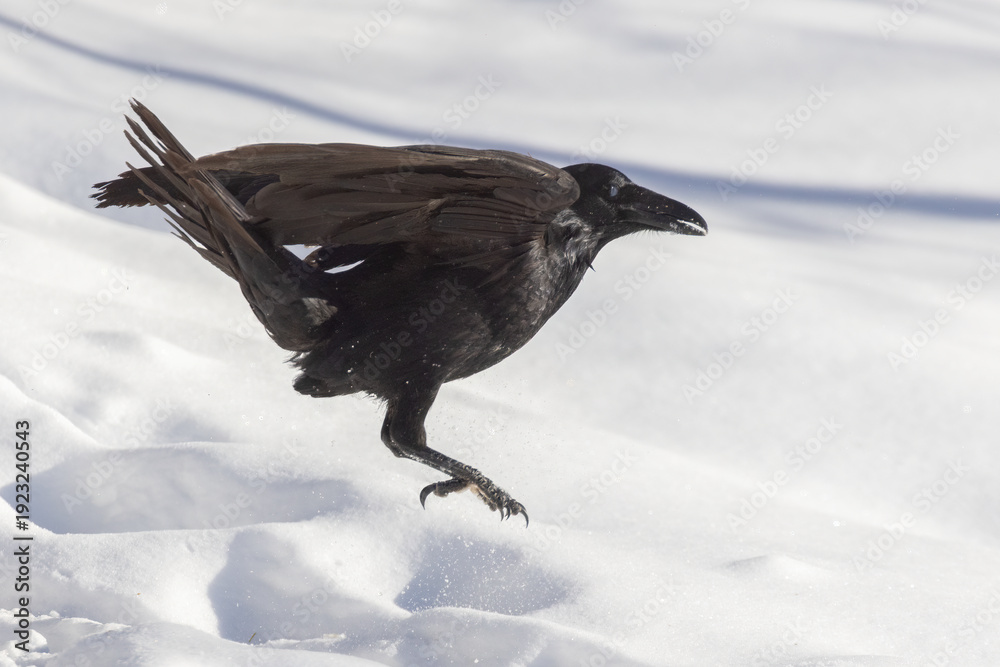 Fototapeta premium Common raven (Corvus corax) in winter