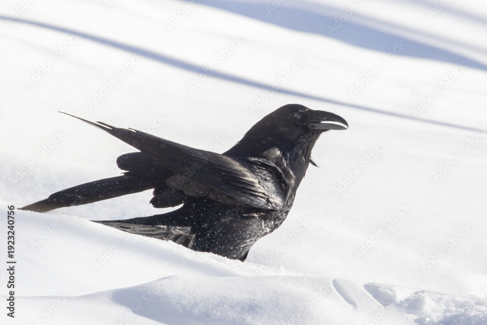 Fototapeta premium Common raven (Corvus corax) in winter
