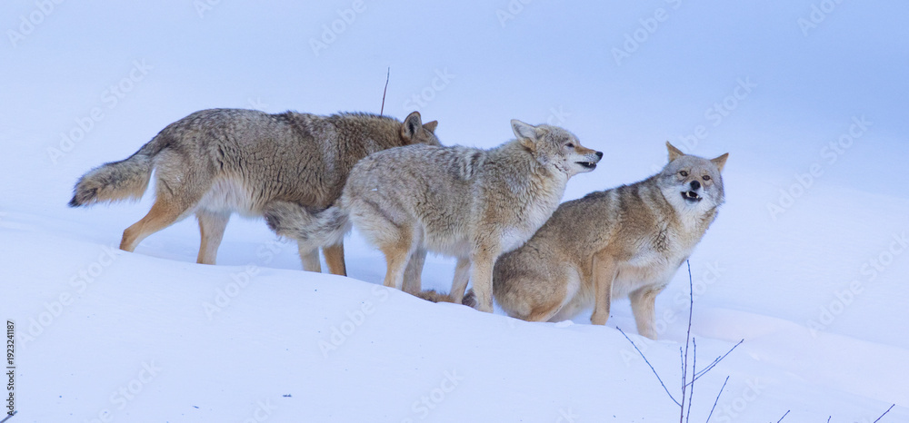 Fototapeta premium A pack of coyotes during the mating season