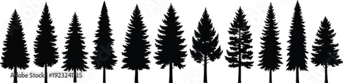 Black and white silhouette illustration of diverse coniferous evergreen forest trees, detailed vector artwork for design, education, and botanical study reference