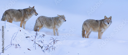 Bild auf Leinwand A pack of coyotes during the mating season