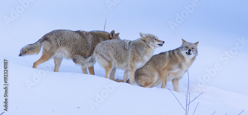 Fotografie A pack of coyotes during the mating season