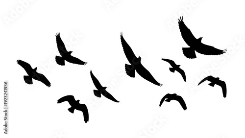 Silhouettes of birds in flight against a white background.