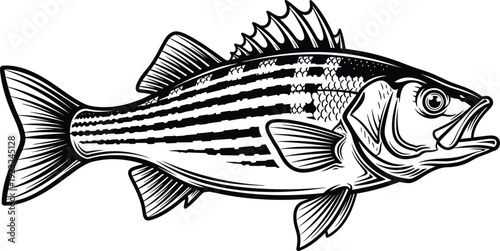 Black and white striped bass fish illustration, detailed scales and fins, horizontal body stripes, bold marine life vector graphic art