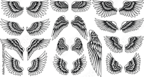 Intricate wing vector illustrations, detailed feather motifs, symmetrical and single wing designs, artistic black and white decorative elements