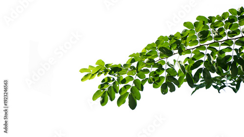 Green Branch in Bright Light: A vivid display of nature's beauty unfolds as a verdant branch, adorned with fresh leaves, basks in the radiant glow of natural light.