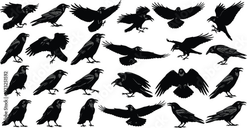 Raven silhouettes vector illustration, perched and flying bird icons, wildlife motion design, feather detail artwork, nature animal graphic collection