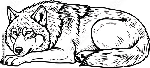 Relaxed wolf lying illustration, detailed black and white vector drawing, realistic wild animal design, curled predator posture with intricate fur texture