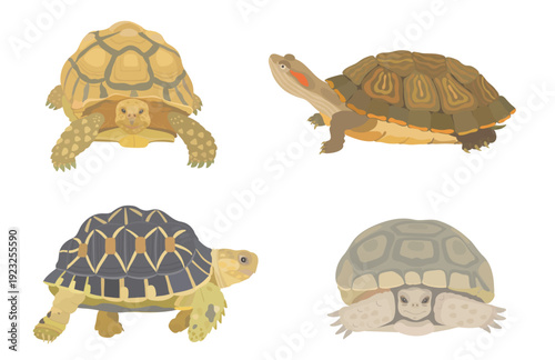 Set of cute cartoon Turtle. Vector hand drawn sea animals illustration isolated on white background. 
