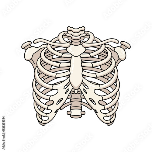 Human Rib Cage Anatomy Icon for Thoracic Skeletal System and Medical Education Concept