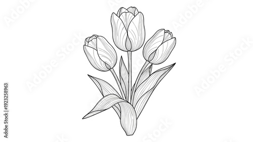 Detailed black and white line art illustration of a bouquet of three tulips with leaves, perfect for coloring or botanical study.