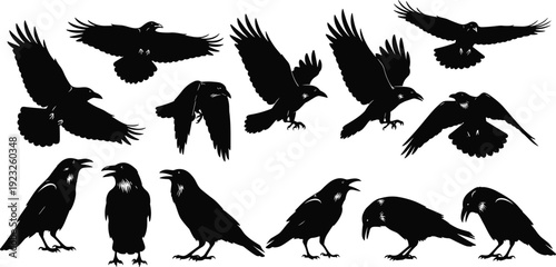 Crow and raven silhouettes collection, flying and standing bird poses, black vector illustration, detailed wings, minimal wildlife design background